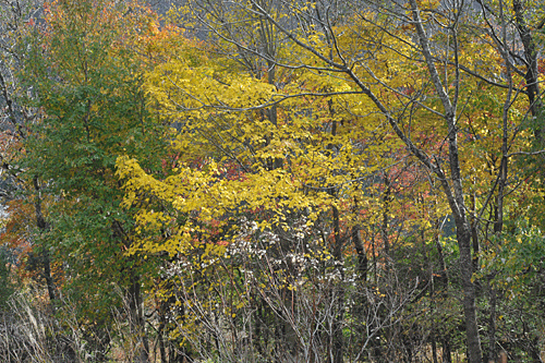 全山紅葉　箱根の秋_a0278809_15523719.gif