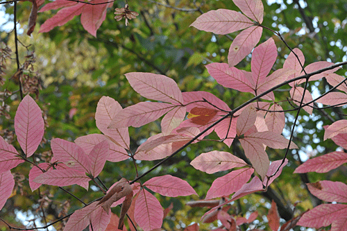 全山紅葉　箱根の秋_a0278809_15525449.gif