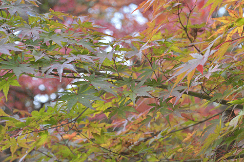 全山紅葉　箱根の秋_a0278809_15531117.gif