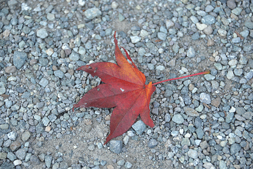 a0278809_15544576.gif