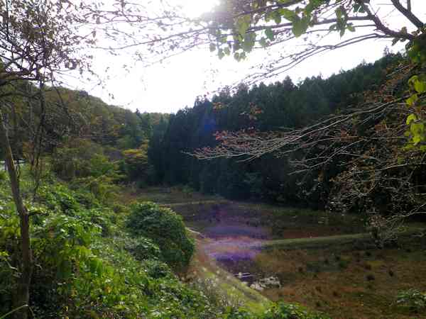 紅葉下見、谷汲山とか円興寺とか_b0000209_18575986.jpg