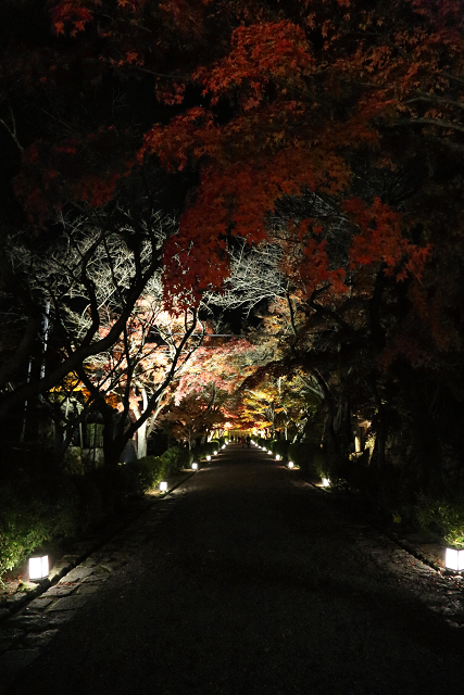 紅葉の比叡山 －坂本・西教寺紅葉ライトアップ－_b0169330_17444243.jpg