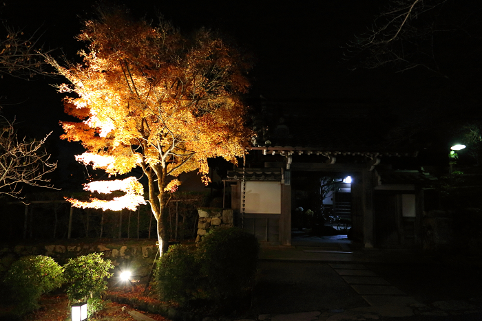 紅葉の比叡山 －坂本・西教寺紅葉ライトアップ－_b0169330_1744466.jpg