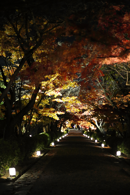 紅葉の比叡山 －坂本・西教寺紅葉ライトアップ－_b0169330_2343084.jpg