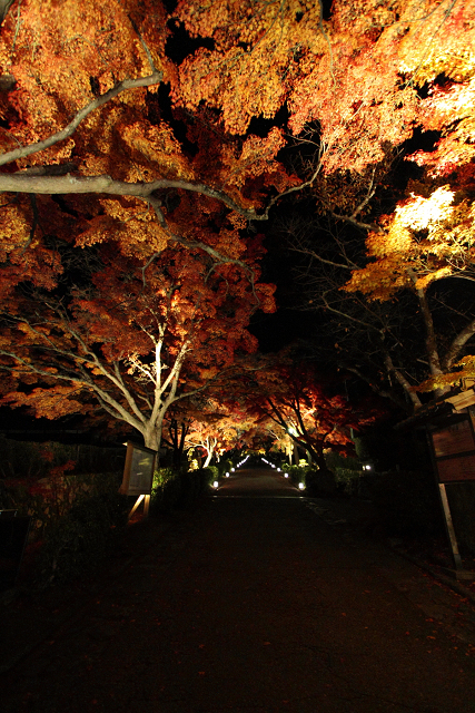 紅葉の比叡山 －坂本・西教寺紅葉ライトアップ－_b0169330_237213.jpg