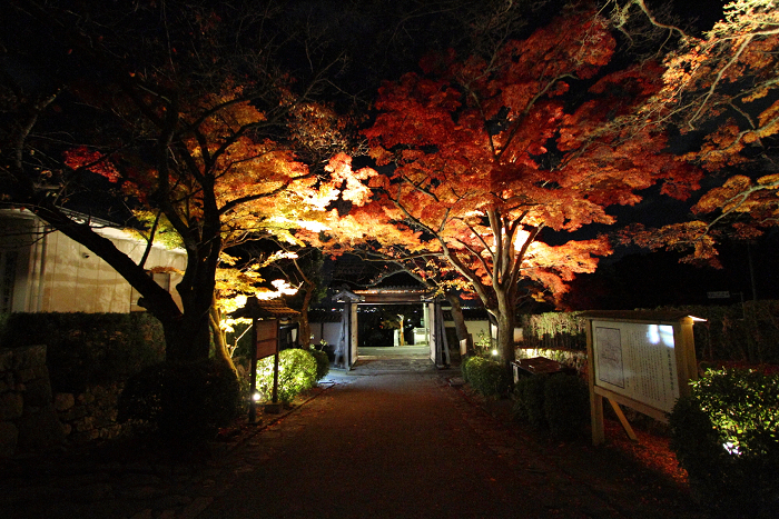 紅葉の比叡山 －坂本・西教寺紅葉ライトアップ－_b0169330_237791.jpg