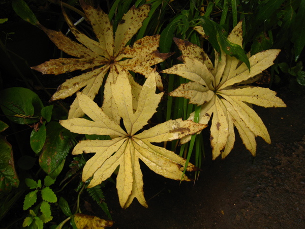 草木の紅葉_f0126932_2027578.jpg