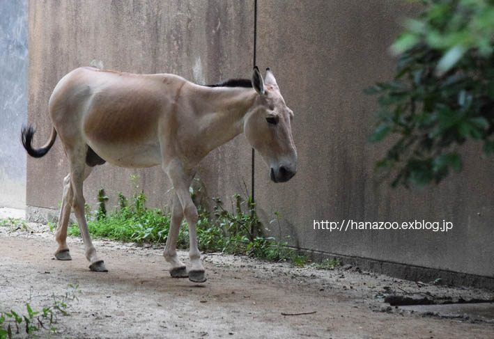 美しい野生のロバ モウコノロバ 今日ものんびり動物園
