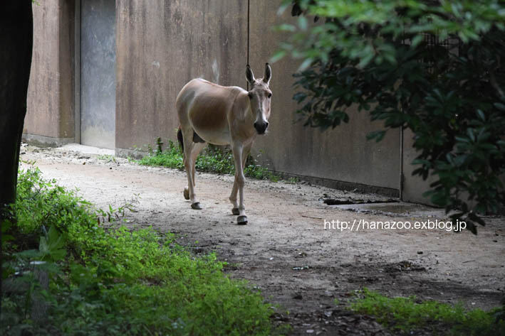 美しい野生のロバ モウコノロバ 今日ものんびり動物園