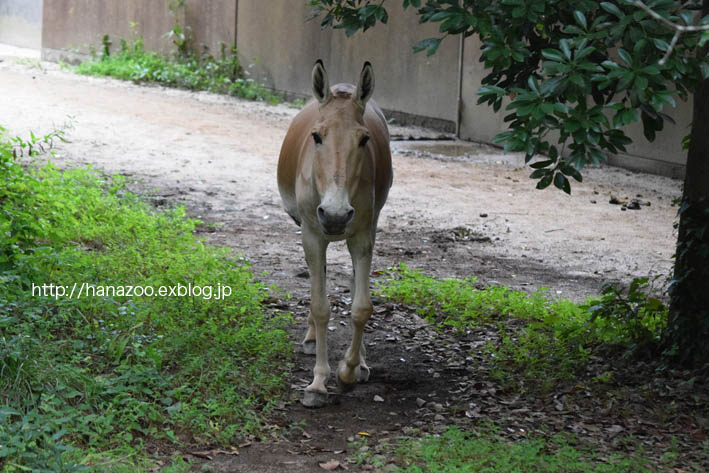 美しい野生のロバ モウコノロバ 今日ものんびり動物園