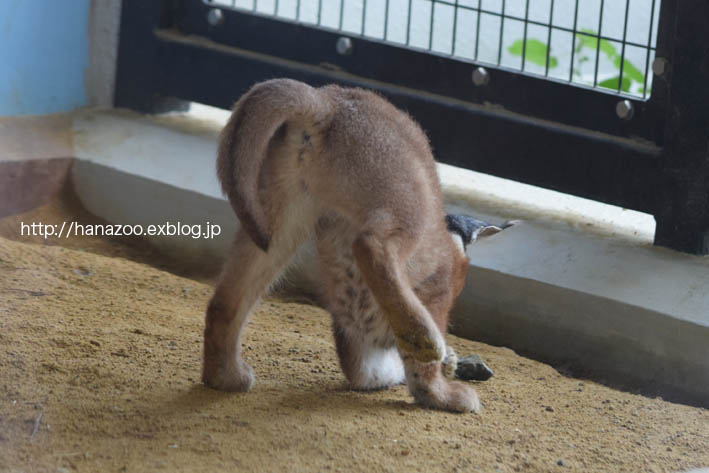 カラカルっ仔・クルンちゃんと、石ころ_b0245634_21115645.jpg