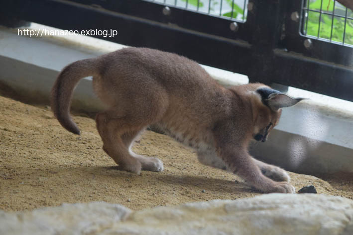 カラカルっ仔・クルンちゃんと、石ころ_b0245634_21124670.jpg