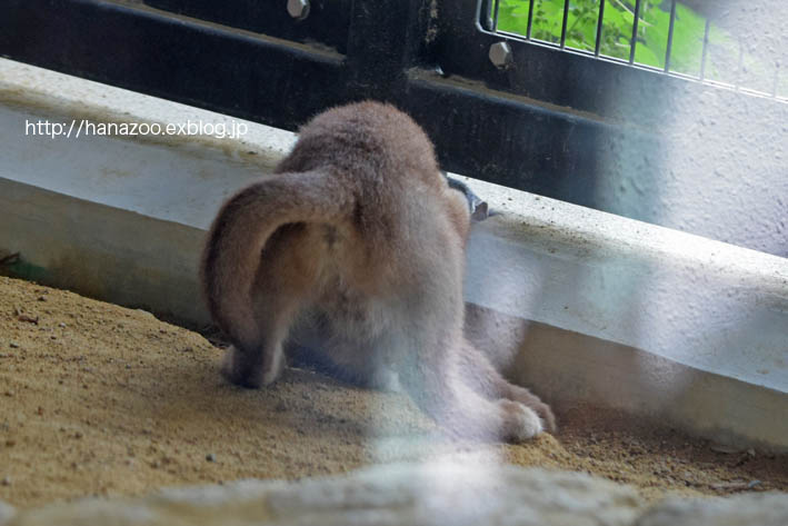 カラカルっ仔・クルンちゃんと、石ころ_b0245634_21132267.jpg