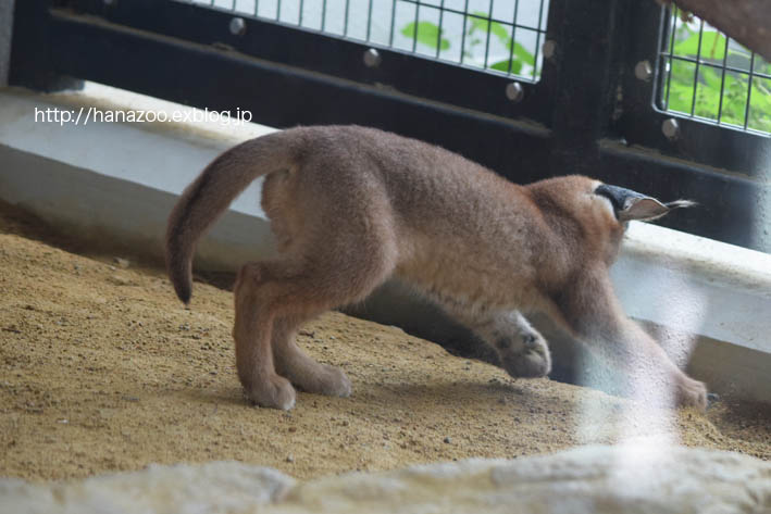 カラカルっ仔・クルンちゃんと、石ころ_b0245634_2113599.jpg