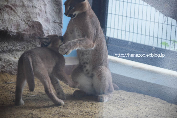 カラカルっ仔・クルンちゃんと、カーラママ_b0245634_21454542.jpg