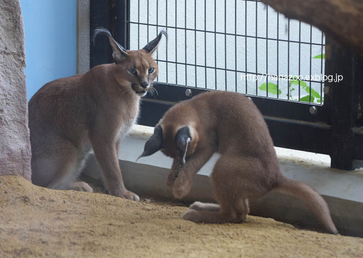 カラカルっ仔・クルンちゃんと、石ころ_b0245634_216273.jpg