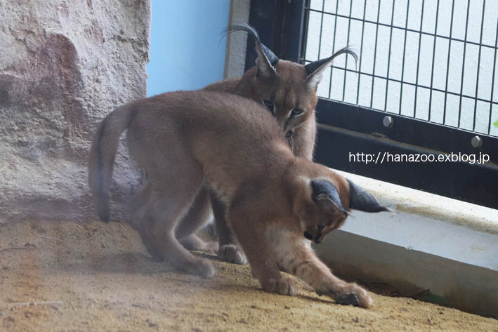 カラカルっ仔・クルンちゃんと、石ころ_b0245634_2163620.jpg