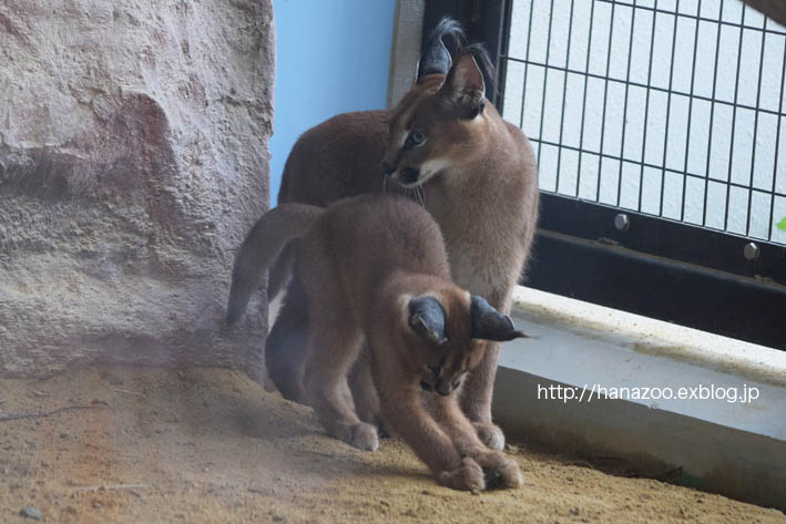 カラカルっ仔・クルンちゃんと、石ころ_b0245634_2163837.jpg