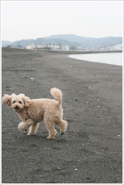 【館山】 愛犬さんと『北条海岸』で海散歩～♪_c0311342_195359.jpg