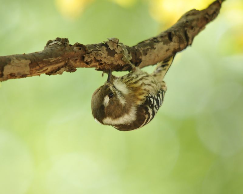 c0334250_20354292.jpg