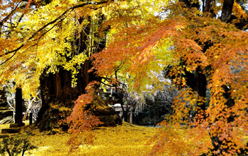 a0044453_15264713.gif