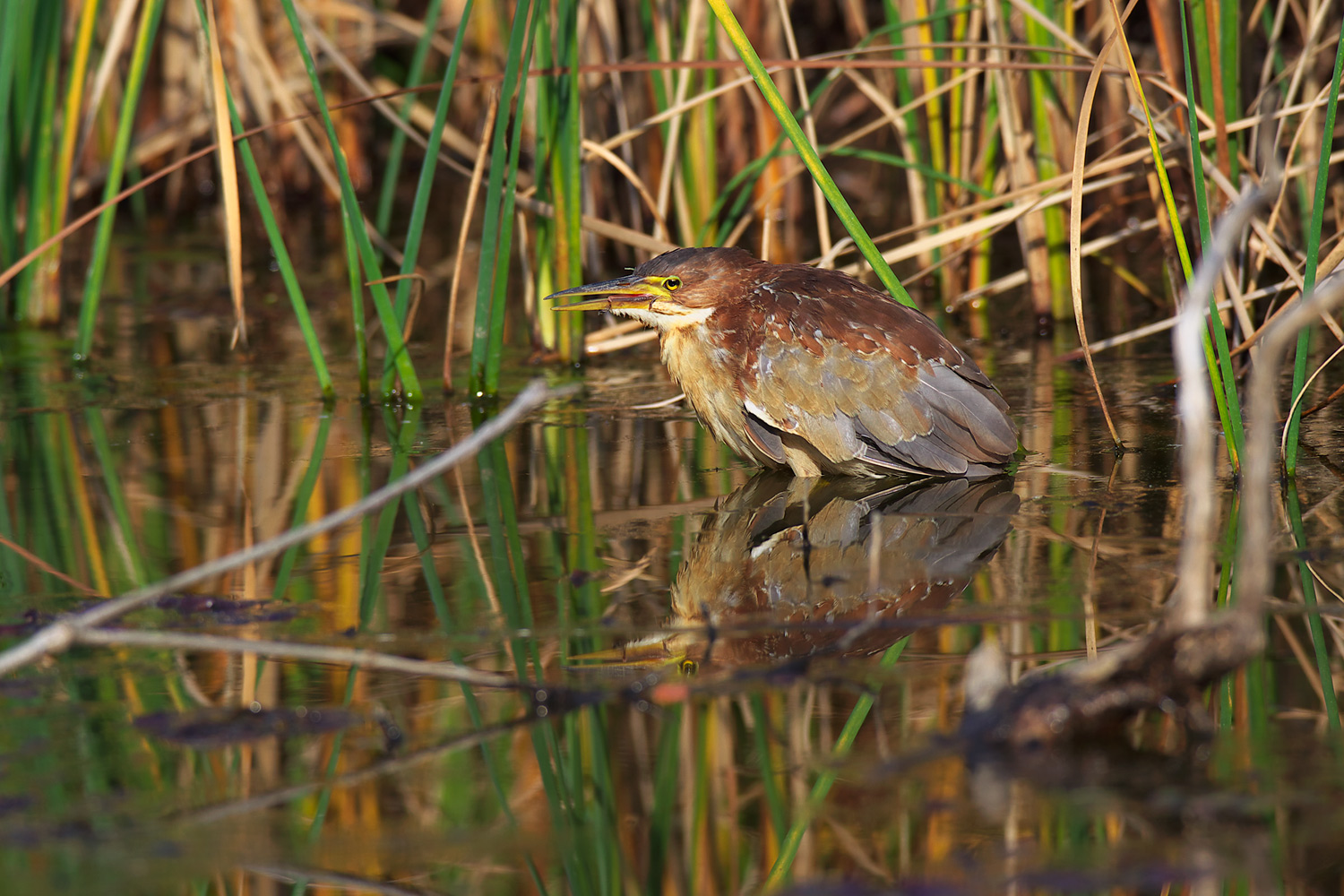 オオヨシゴイ（Schrenck\'s bittern）_d0013455_08521330.jpg