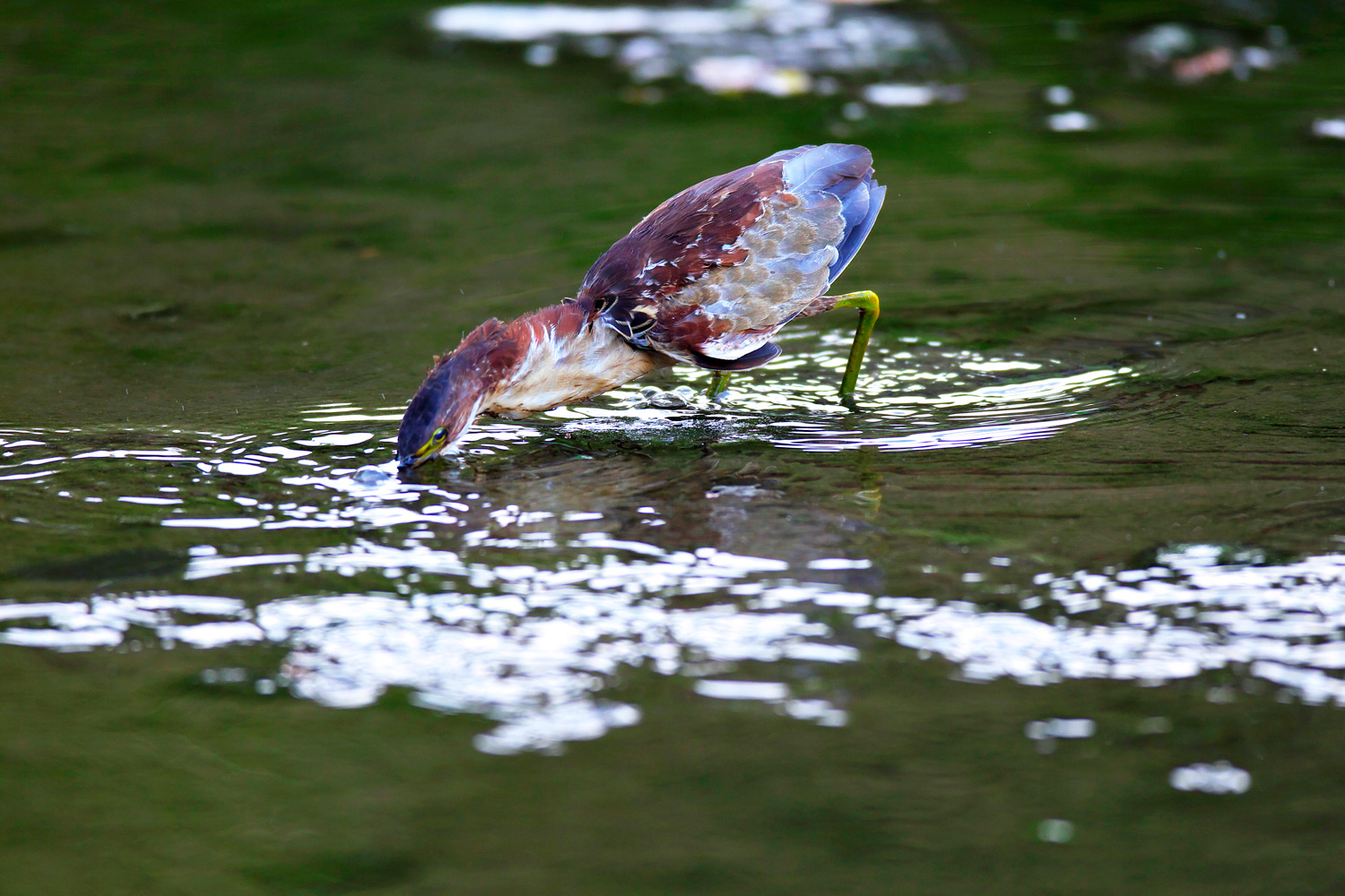 オオヨシゴイ（Schrenck\'s bittern）その２_d0013455_22354977.jpg