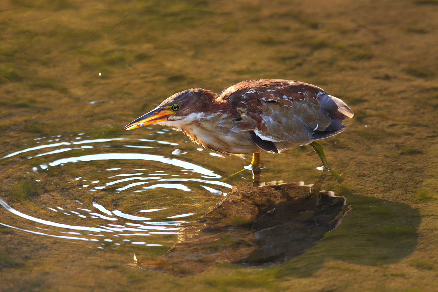 オオヨシゴイ（Schrenck\'s bittern）その２_d0013455_22361959.jpg