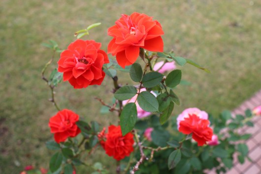 オレンジ メイアンディナ La Rose 薔薇の庭