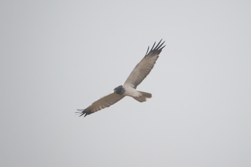 b0092366_23855.jpg