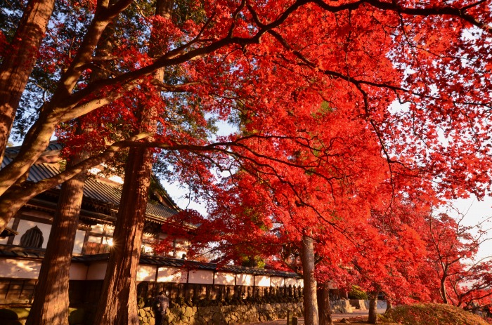 長円寺の楓_b0341869_14070814.jpg