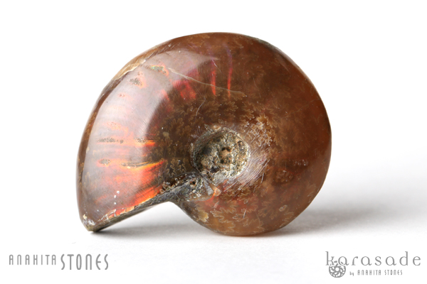 アンモナイト化石（マダガスカル産） : 石の音