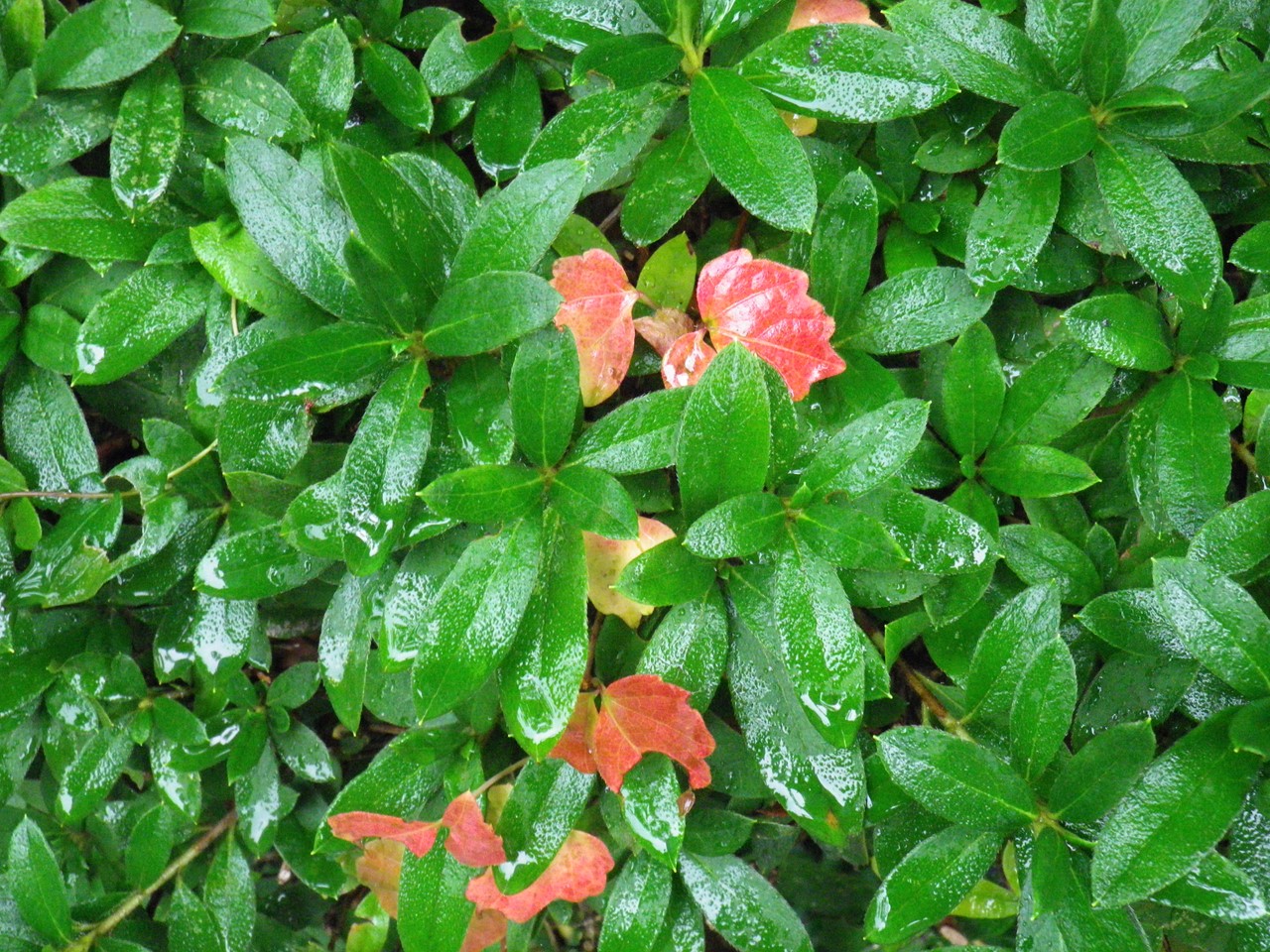 『雨の岩井山延算寺を歩いて・・・・・』_d0054276_20351361.jpg