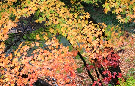 雨にぬれる紅葉も！！_f0077877_1238207.jpg