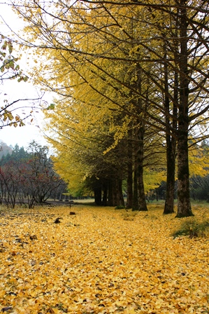 雨にぬれる紅葉も！！_f0077877_1238382.jpg