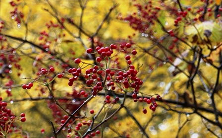 雨にぬれる紅葉も！！_f0077877_12391269.jpg