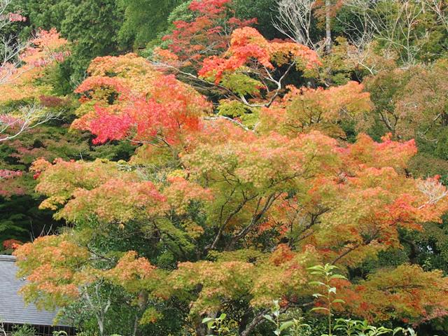 京都・東山界隈を散策_f0146587_22235849.jpg