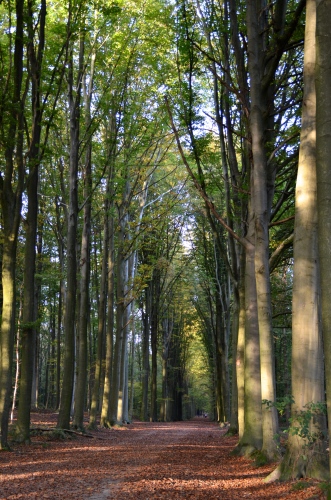 Tervurenの森でキノコ探し_d0196594_18572324.jpg
