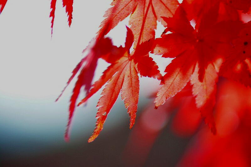 四季桜公園にて③_c0265095_22062135.jpg