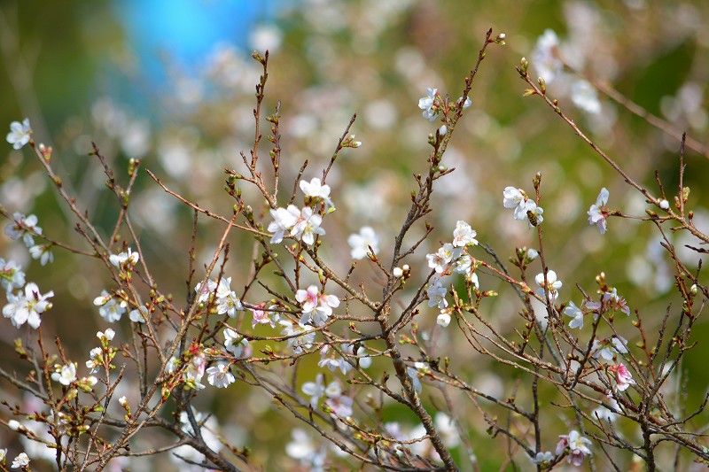 四季桜公園にて③_c0265095_22070358.jpg