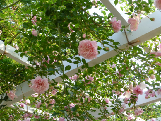 つるバラ 蔓薔薇 乙女座宮
