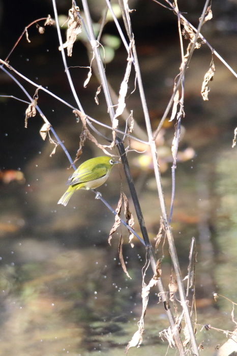 写真日記・ミヤマホオジロ・葛西臨海公園・2014/11/7_c0336400_23295308.jpg