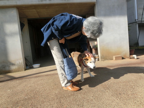 老犬マックス・みょうたん柿をもぐ_a0203003_2028760.jpg