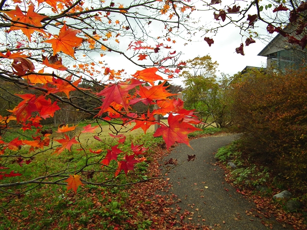 箱根の紅葉がきれいです..._a0071805_18483468.jpg