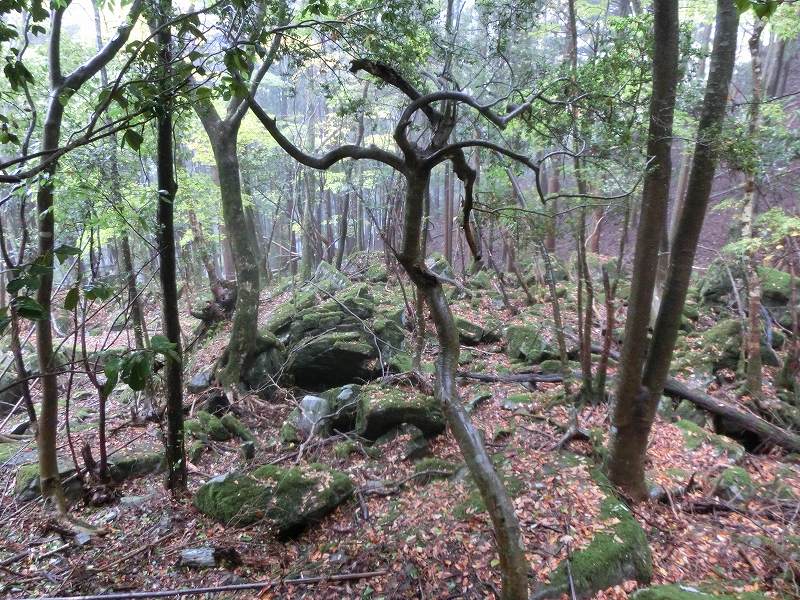 徳島　天岩戸神社 不思議な体験 オーブ_b0124306_15180763.jpg