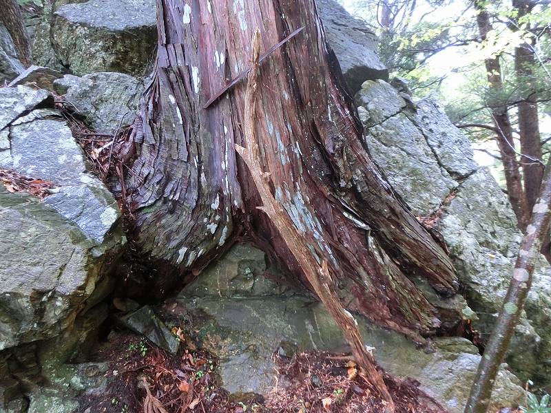 徳島　天岩戸神社 不思議な体験 オーブ_b0124306_16230724.jpg