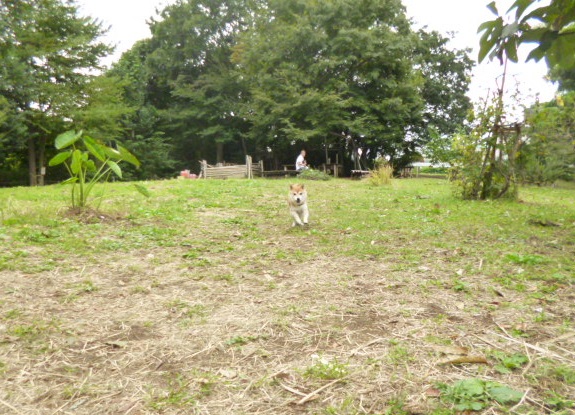 e0131506_16395883.jpg