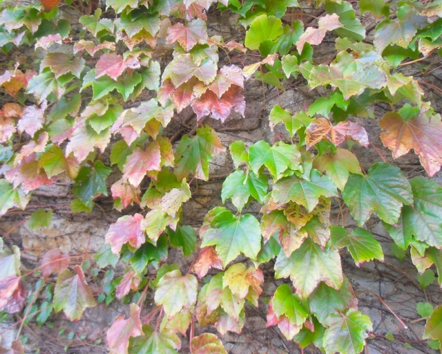 紅葉の箕面で出店します☆_b0181015_19224555.jpg