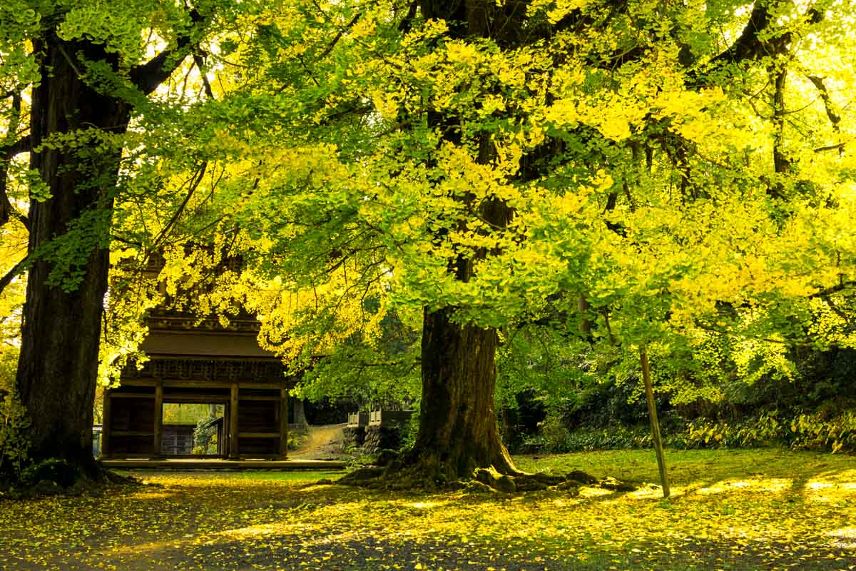 紅葉　広徳寺_d0192516_19052946.jpg