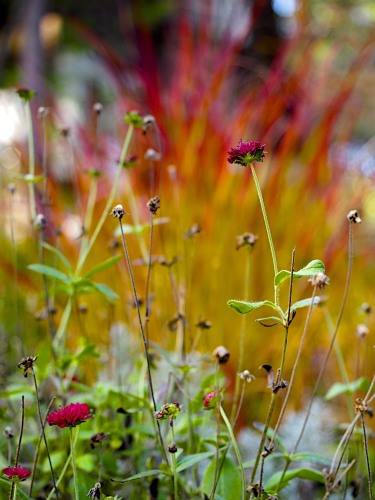 パニカム チョコラータ Happy Homes Gardens